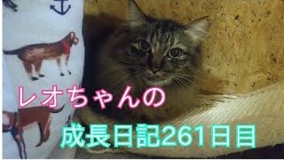 レオちゃんの野良猫から飼い猫になるまでの成長日記261日目