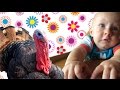 Pavo hablando y cicciobello Nikas - ¡Vaya, chichobelo! / Serie 7