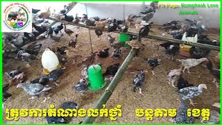 មូលហេតុដែលនាំអោយអ្នកចិញ្ចឹមមាន់បរាជ័យ......? Why the Farmer Chickens fail