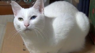 ジャンプ！ ダウン！の芸をする白猫ユキ White cat Yuki does tricks“Jump and Down”