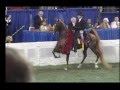 Five Gaited, American, Saddlebred, World Champion, Boucheron