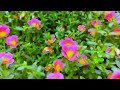 flower garden 4k video মামি ভাগ্নের মজাদার গল্প