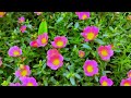 flower garden 4k video মামি ভাগ্নের মজাদার গল্প