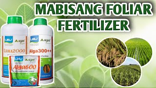 MABISANG FOLIAR FERTILIZER ( Bio-Stimulant) | vlog#16