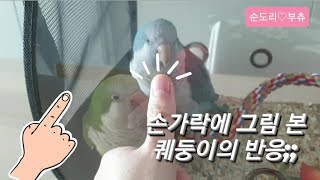 퀘이커앵무새 Quaker Parrot 순도리♡부츄(이게 화낼이야!?)