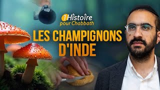 LES CHAMPIGNONS D'INDE 🍄 Inspirante Histoire de Chabbath (Binyamin Benhamou)