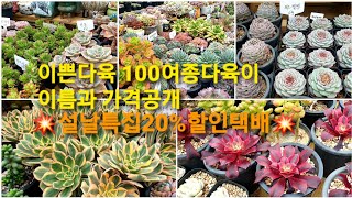 이쁜다육 설날특집💥100여종다육이 이름과가격소개 전체금액에서 20%할인택배💥 #묵둥이군생 #더스티로즈 #신상다육이