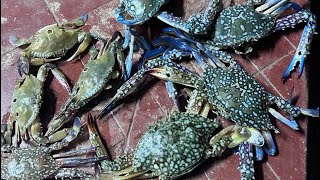 Crab Catching Azhikkal #kannur #fishing #crab #mycamvlogs