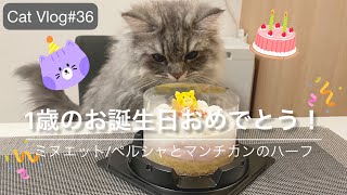 【猫Vlog#36】1歳のお誕生日おめでとう！|ミヌエット/ペルシャとマンチカンのハーフ|