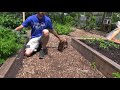 Permaculture Garden Harvest and Tour, Raised Beds in a Food Forest