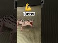 💪 爬虫類 ヒョウモントカゲモドキ レオパードゲッコー leopardgecko shorts