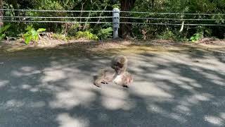 屋久島猿の毛繕い