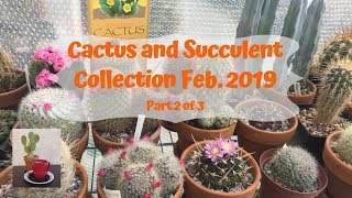 Cactus Collection & Succulents  Update Feb. 2019 (part 2)/Let the blooms begin!