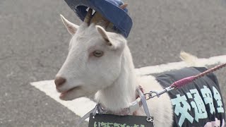 もらった委嘱状はすぐ食べた　ヤギが１日“メ～とう警察署長” 「お金渡しちゃだメ～」 名古屋・名東警察署