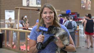 Cuddles and Snuggles Chore Time | 2021 Iowa State Fair