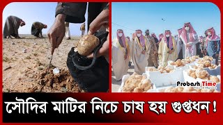 সৌদি আরবে বিরল প্রজাতির গুপ্তধন | Mushroom | Truffle | Saudi | Probash Time