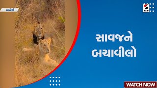 Amreli News | સાવજને બચાવીલો | Lion Incident | Forest Department | Save Lions | Gujarati News