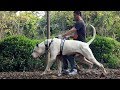 Download Bully Kutta - Spartan Dog Breed In Mp4 3Gp Full HD Video