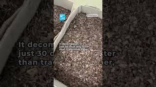 Turning autumn waste into a planet-saving solution