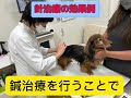 椎間板ヘルニアのmダックスちゃんの鍼治療