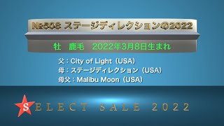 【セレクトセール2022】№508 ステージディレクションの2022