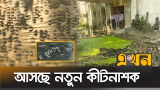 চট্টগ্রামে রেকর্ড ছাড়িয়েছে মশার উপদ্রব | Mosquito Problem | Chattogram News | Ekhon TV