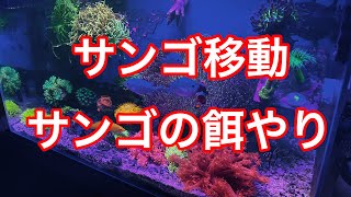 【海水水槽】サンゴの移動　エサやり