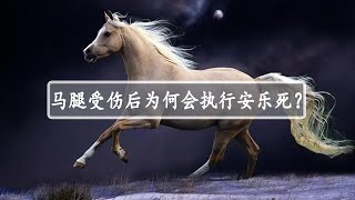 为什么马的腿受伤之后，只能执行安乐死呢？