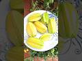 Star fruit harvesting #terracegarderning #garden ##starfruit #shorts