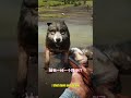 我看見色狼咬了小姐姐下體，再也忍不住了i killed three wolves to save the girl 游戏精彩时刻 gamehighlights reddeadredemption