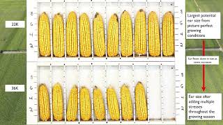 Day # 1 Protocol For Putting in a Hybrid Characteristic Plot