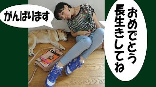 柴犬が15歳になった＝！【甲斐犬・柴犬】