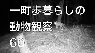 カメラにマーキングしまくるカモシカとイノシシの大群【一町歩暮らしの動物観察60】