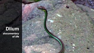 Elegant bronzeback (Dendrelaphis formosus)