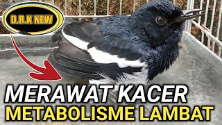 MERAWAT 2 EKOR KACER METABOLISME LAMBAT | DR KACER TERBARU