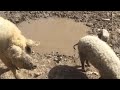 mangalica výbeh 2