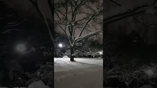 Maruyama Park at night with a fantastic snowy view!｜円山公園・札幌