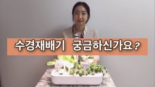 원예치료사라면 놓칠수 없는 식물문화 트렌드! 요즘 핫한 가정용 수경재배기 사용담 수다떨어요.(오늘식물 수경재배기)