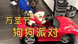 参加狗狗派对 居然看到开”法拉利“的狗狗！柴柴：我也想要！|Dog Costume Parade