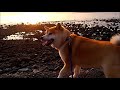 【柴犬】小次郎、夕日で海に光の道ができてました