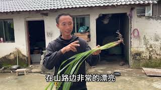 农村最毒的一种植物，它的汁液和老鼠药一样毒，你认识吗