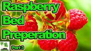 How To Prepare A Raspberry Bed Part 3