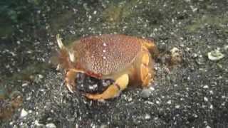 奇妙な蟹アサヒガニ Red frog crab （Ranina ranina）