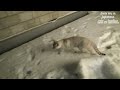 猫vs雪！初めて見る雪に興奮する猫 cat vs snow a cat excited to see snow for the first time【laughable】