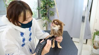 小さいチワワの特別な一日