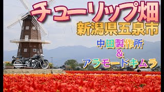 【ハーレー】五泉チューリップ畑→中田製作所→アラモードキムラ【新潟】