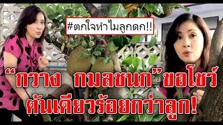 สุดแฮปปี้!! “กวาง กมลชนก” โชว์ขนุน ปีนี้ลูกดกต้นเดียวร้อยกว่าลูก