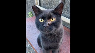 【緊急】え？スガ首相が辞めるってマジか？！もうクロ猫もビックリだよ！ #Shorts “Black cat surprised by Japanese Prime Minister quitting”