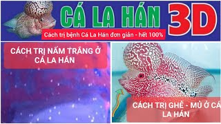 Cách trị Nấm Trắng & Ghẻ lở ở Cá La Hán , Chi phí rẻ - Hết 100%. Zalo 0909155699. Flowerhorn fish.