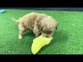 Gala UPDATE - Micro Goldendoodle - Family Bred Puppies